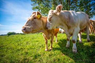 Fototapeta na wymiar Portrait of a brown cow and a white bull on a meadow