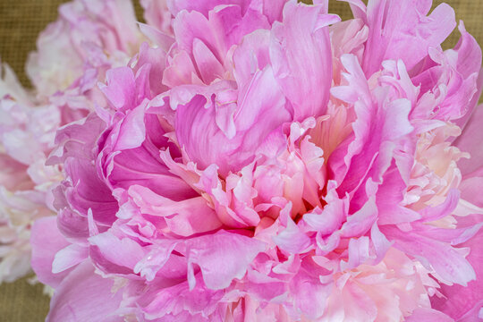 A closeup photo of a pink peony flower