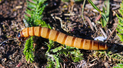 Zophobas morio is a species of beetle in the family of black beetles, whose larvae are commonly...