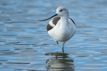 Avocet