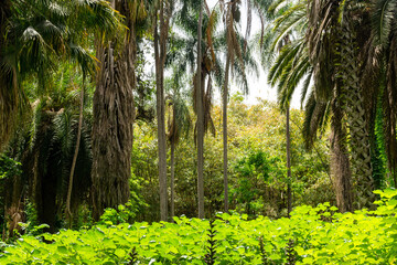 Beautiful view of plants and trees at the Botanical garden El-Hamma Jardin d'Essai.
