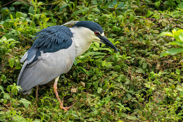 Black-crowned Night Heron