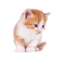 Small ginger kitten isolated on white background. Kitten sitting. Red kitten. Brown kitten