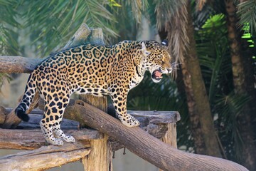Fototapeta na wymiar Spotted jaguar (Panthera onca), isolated on the tree trunk with an aspect of ferocity in selective focus.