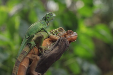 Several iguanas are relaxing on a tree branch