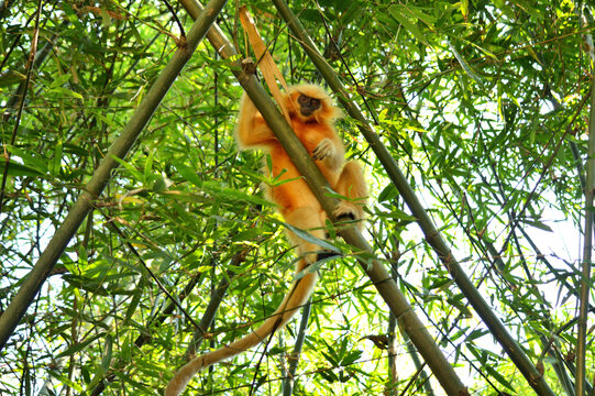 Golden Langur Is Hanging On The Bamboo Tree