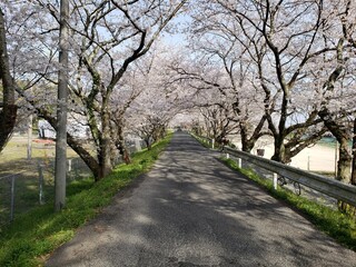 Fototapeta na wymiar Cherry blossom road