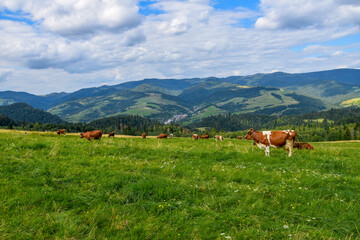 Fototapeta na wymiar Herd of cows grazing on a meadow against mountain view in the background