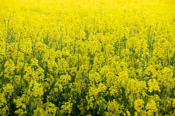 field filled with yellow rapeseed in the daylight getting close to sunset in the summer, ready for harvesting for agriculture by tractors or other vehicles