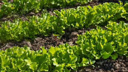 Fresh green lettuce grows on the bed