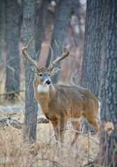 Trophy Class Whitetail Buck Deer in the Woods During Hunting Season