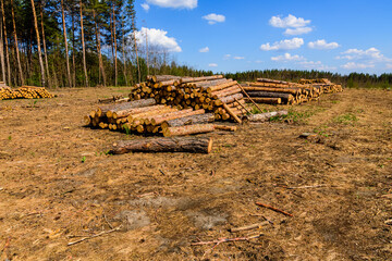 Stacked tree logs of pine wood in the forest. Forest felling. Timber storage