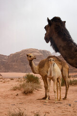 camel family in the desert