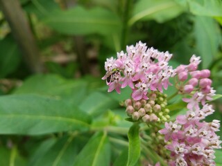 Native Bee on flower