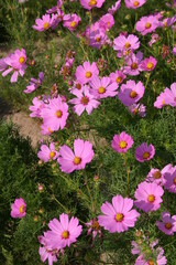 Cosmos seed production fields