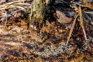 Colony of ants in the rotten stump