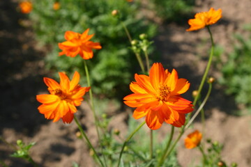 Sulphur Cosmos seed production fields