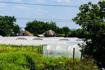 Many greenhouses made with the metal frame and polyethylene film