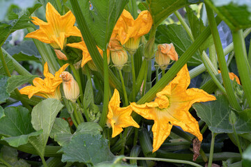 Courgette, Cucurbita pepo