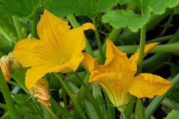 Courgette, Cucurbita pepo