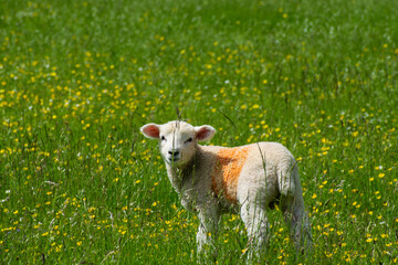 Fototapeta premium Lamb with a red mark stares at the camera behind a flower stem in a green prairie full of yellow flowers at the english countryside