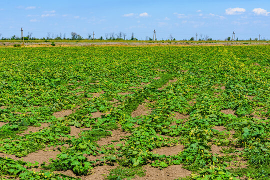 Field of the blooming marrow plants. Agricultural field