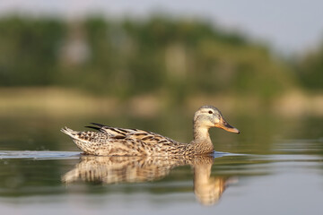 female mallard or wild duck (Anas platyrhynchos) in water