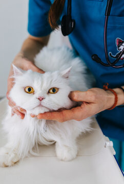 Veterinary office