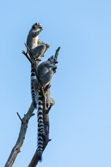 ring-tailed lemur (Lemur catta) waiting for morning sun on branches of a dry tree © Petr Leczo