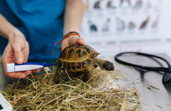 Veterinary office