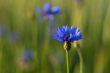 Blue flower in green grass 