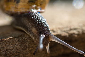 Schnecke mit Schneckenhaus tummelt sich im Garten