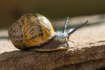 Schnecke mit Schneckenhaus tummelt sich im Garten