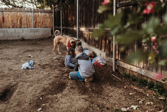 Young siblings digging in dirt in yard