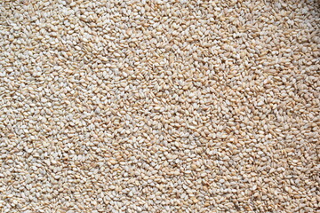 Raw whole dried white Sesame seeds