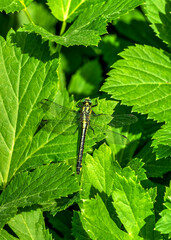 dragonfly on a leaf