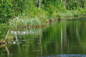 heron in the pond