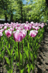 pink tulips in the garden