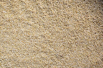 Raw whole dried Brown top millet cereal grain