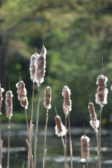 Cattails at a lake in Massachusetts, New England outdoor exploration hiking photo