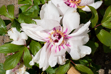 the gentle pink tree peony flower, disheveled petals, spring bloom