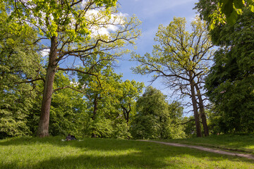 trees in the park