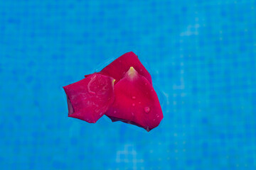 red rose petals swimming in the blue water minimalist close-up