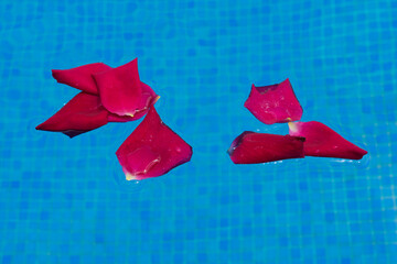 red rose petals floating in the blue pool