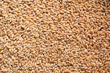 Raw whole dried wheat cereal grains