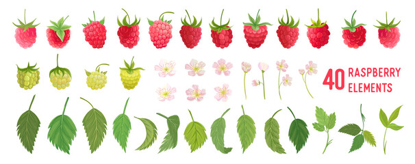 Raspberry Fruit watercolor element set. Isolated raspberry collection of berries, fruits, leaves on white