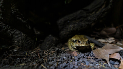 ウシガエル（牛蛙）