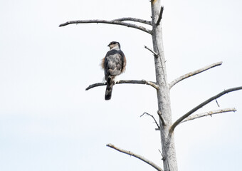 A Cooper's hawk in southern Oregon