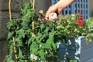 A Gardeners Hand Using A Ball Of String To Support A Tomato Plant In A Home Garden.