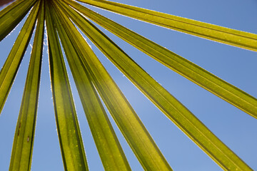 Palm leaf
